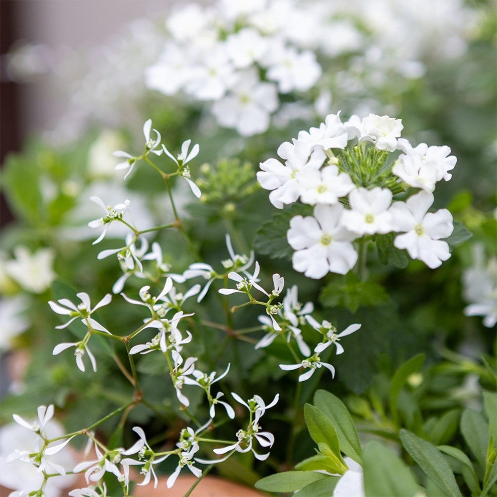 White Window Box - Easyplanter for hanging baskets & patio pots