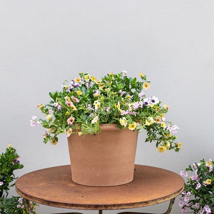 Berry Smoothie - Easyplanter for hanging baskets & patio pots
