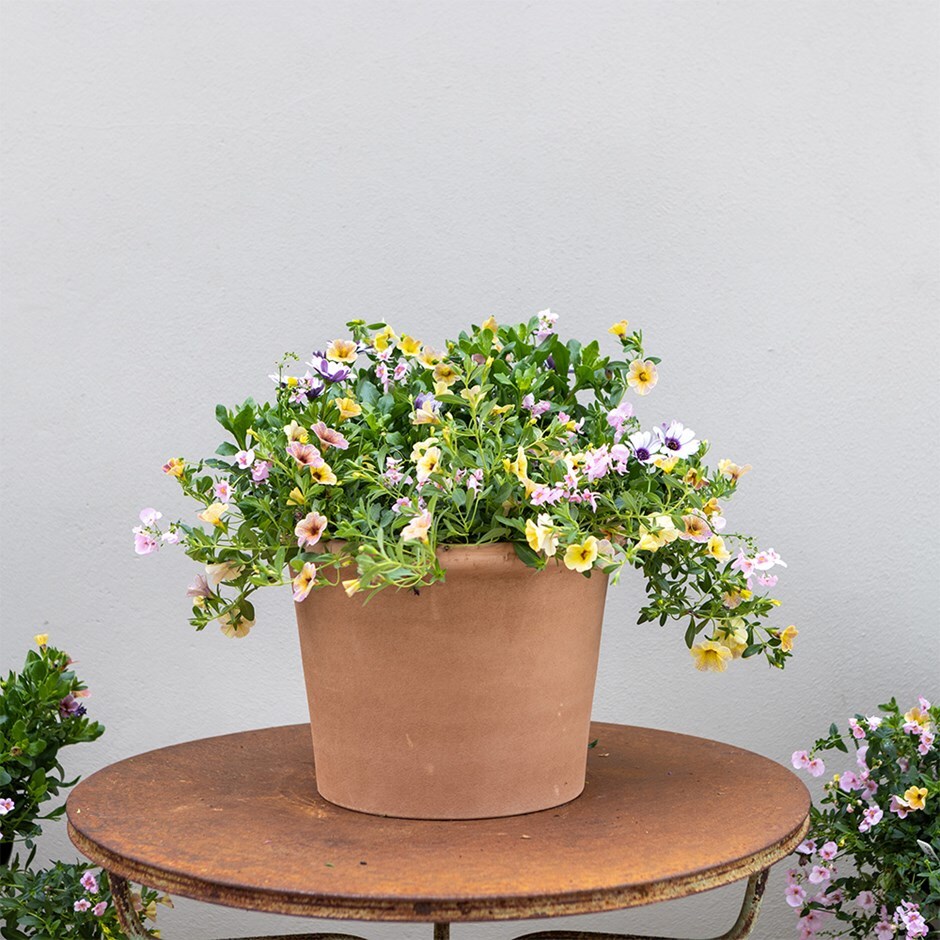 Berry Smoothie - Easyplanter for hanging baskets & patio pots