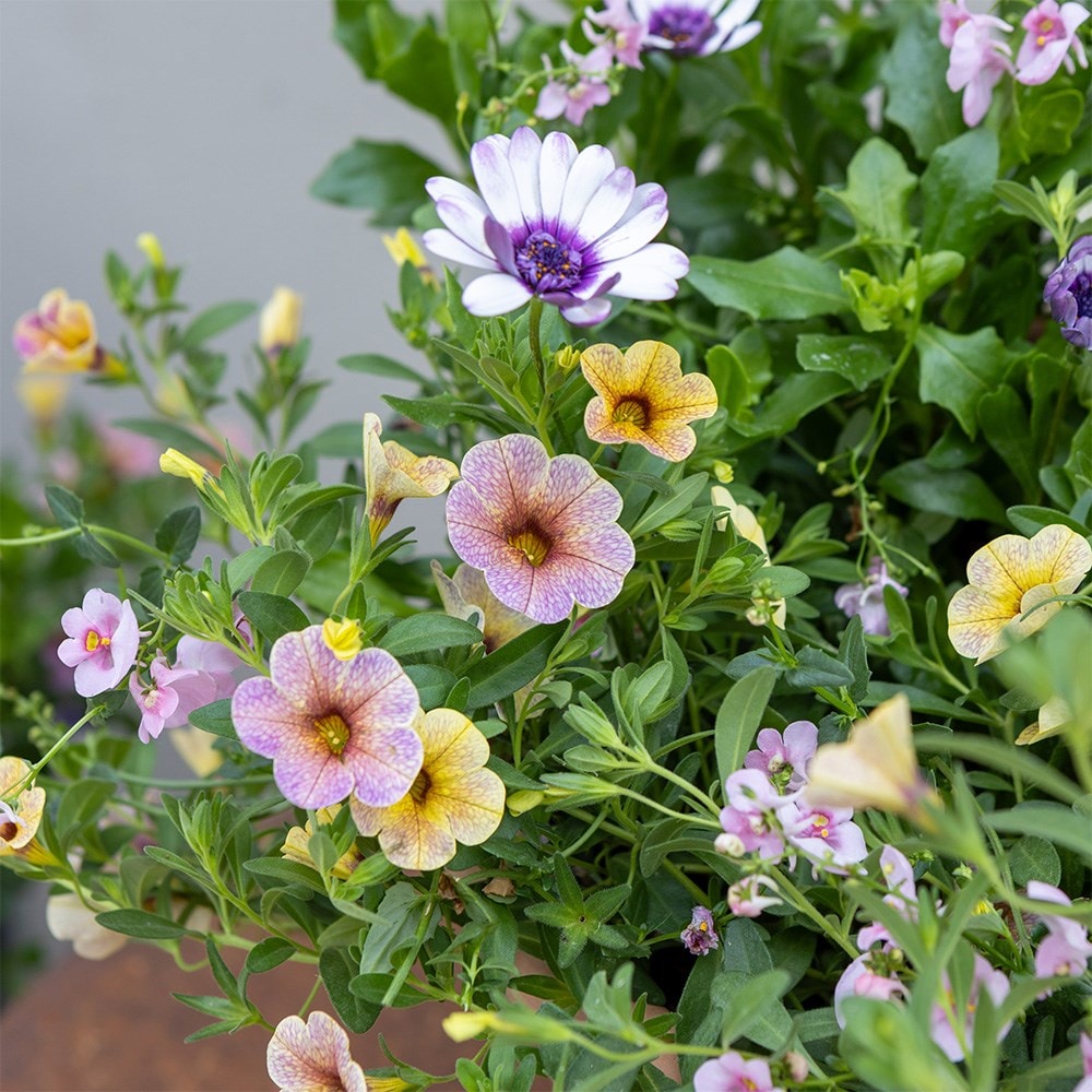 Berry Smoothie - Easyplanter for hanging baskets & patio pots