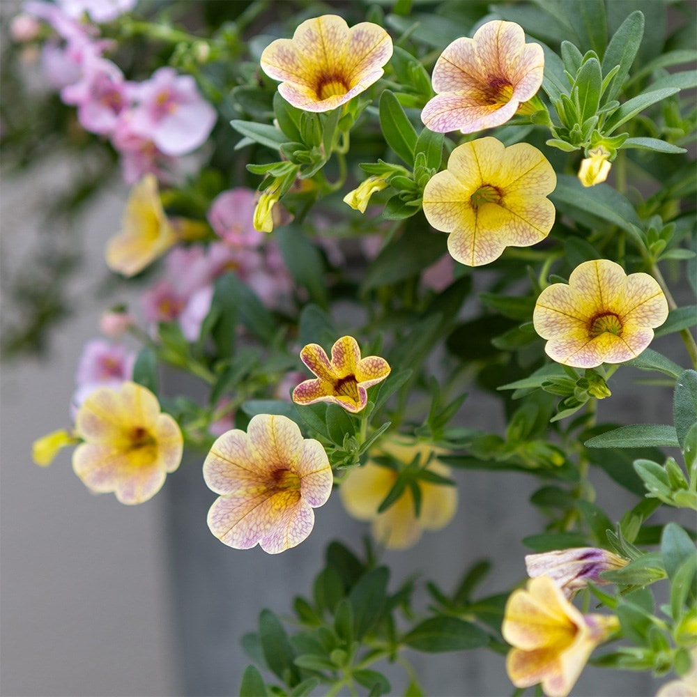 Berry Smoothie - Easyplanter for hanging baskets & patio pots