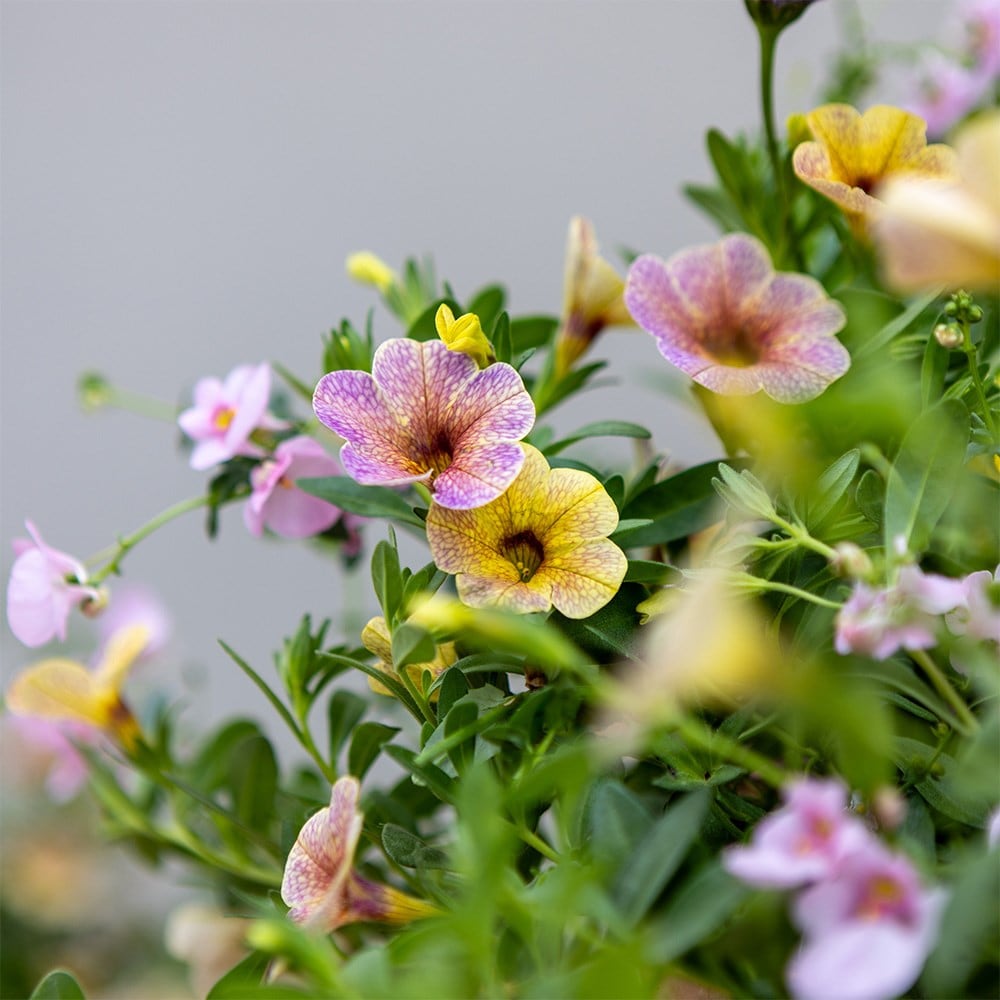 Berry Smoothie - Easyplanter for hanging baskets & patio pots