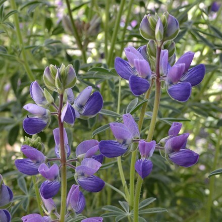 Lupinus chamissonis Silver Fleece