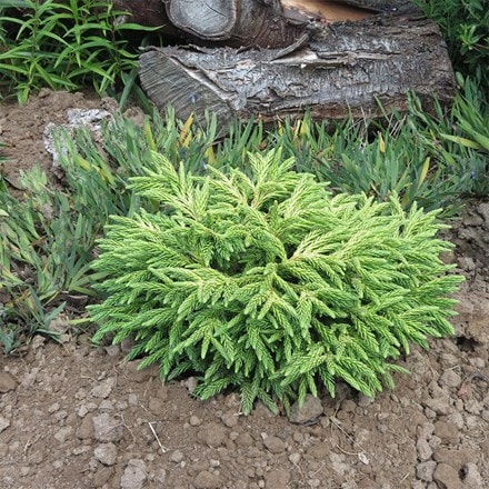 Cryptomeria japonica Little Champion