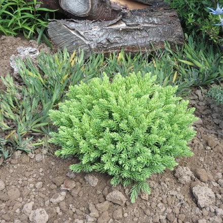 Cryptomeria japonica Hide