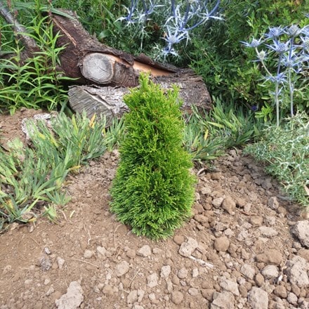 Thuja occidentalis