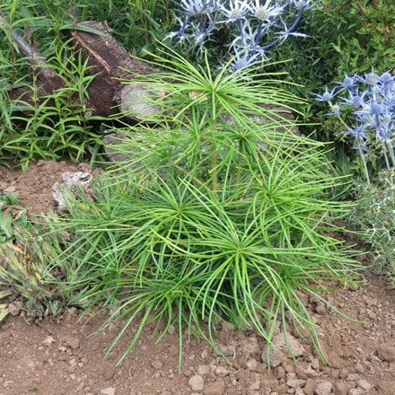 Sciadopitys verticillata