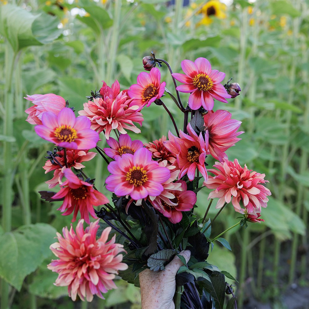Award-winning dahlia collection for pots