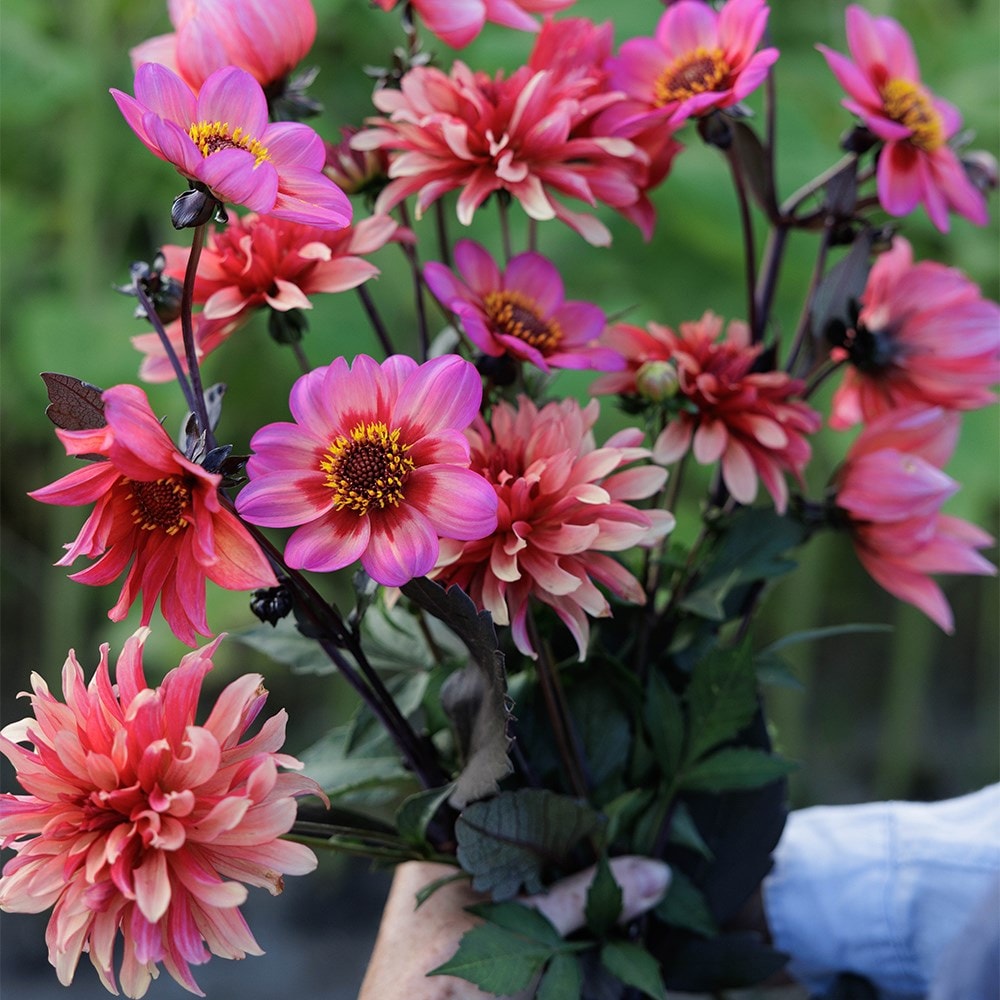 Award-winning dahlia collection for pots
