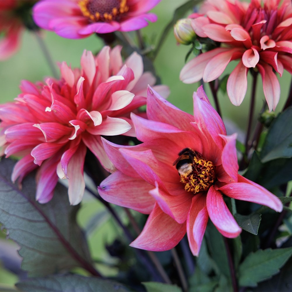 Award-winning dahlia collection for pots