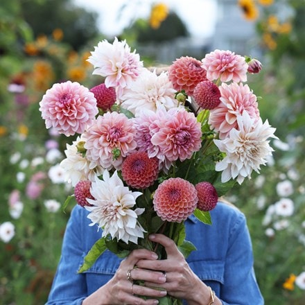 Lucy's go your own way 5 varieties dahlia collection