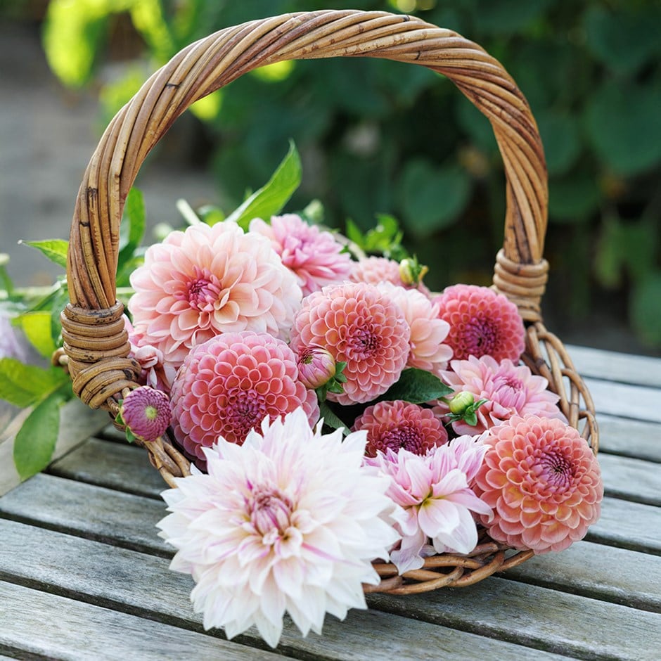 Lucy's 'Go your own way' 5 varieties dahlia collection