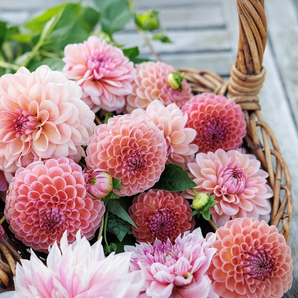 Lucy's 'Go your own way' 5 varieties dahlia collection