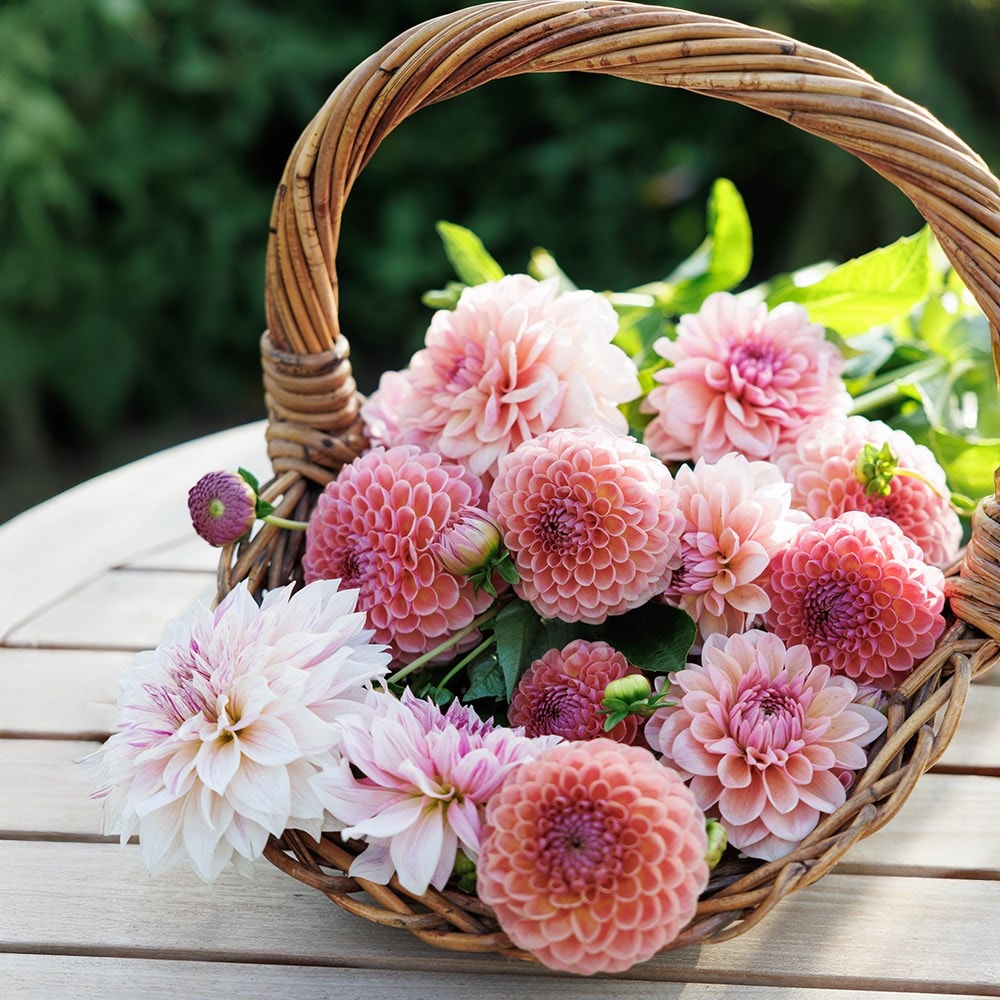 Lucy's 'Go your own way' 5 varieties dahlia collection