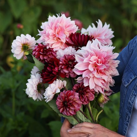 Lucy's get off my cloud dahlia collection