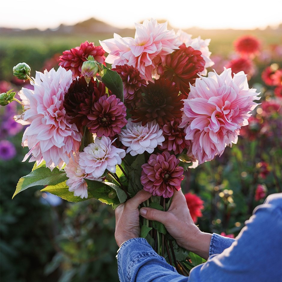 Lucy's get off my cloud dahlia collection