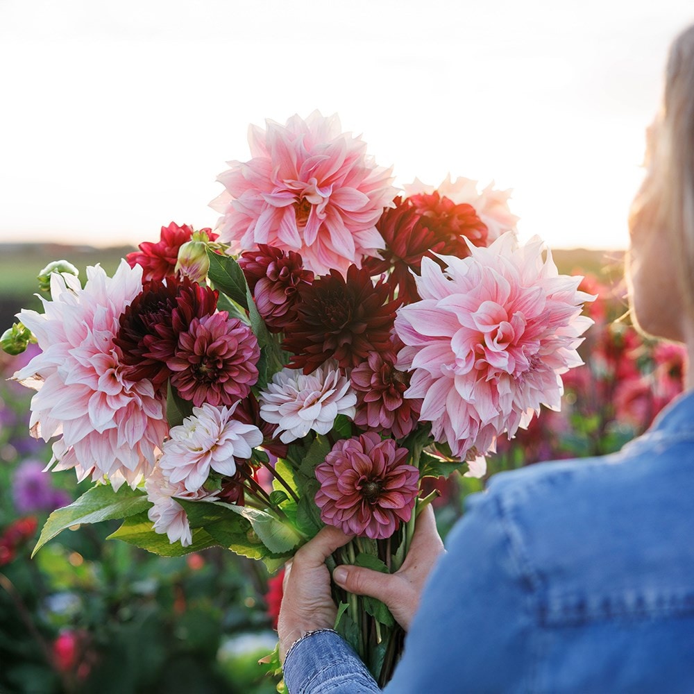 Lucy's get off my cloud dahlia collection