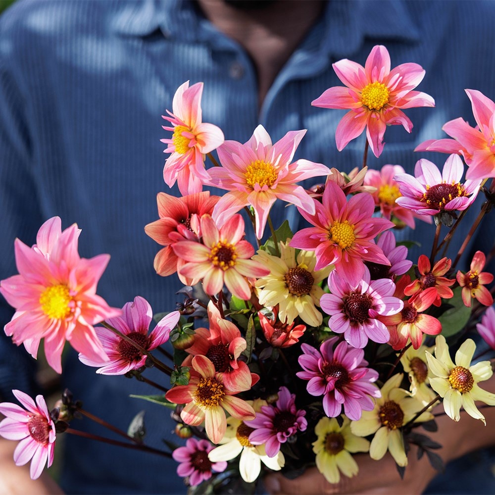 Ashley's balcony 5 varieties dahlia collection