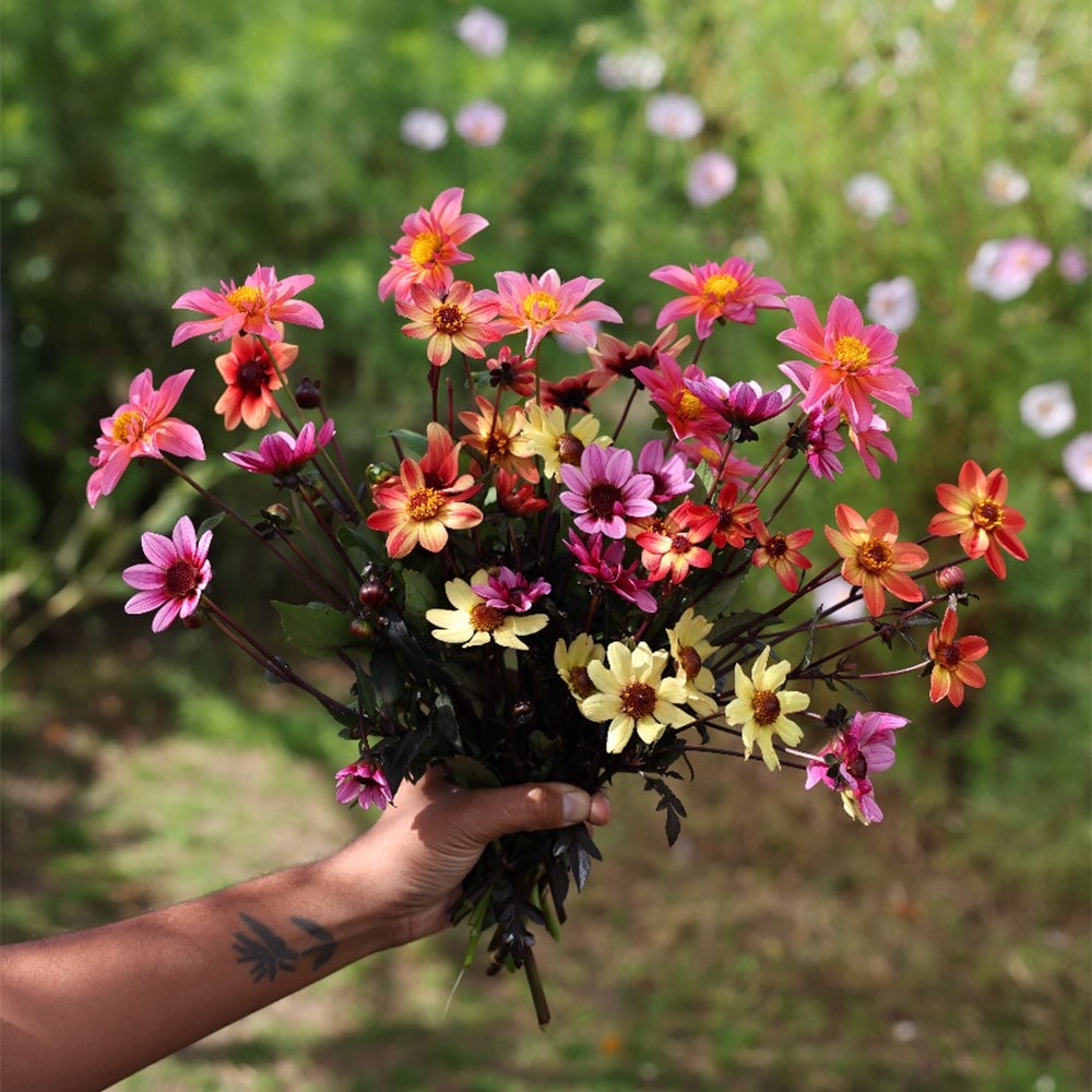 Ashley's balcony 5 varieties dahlia collection