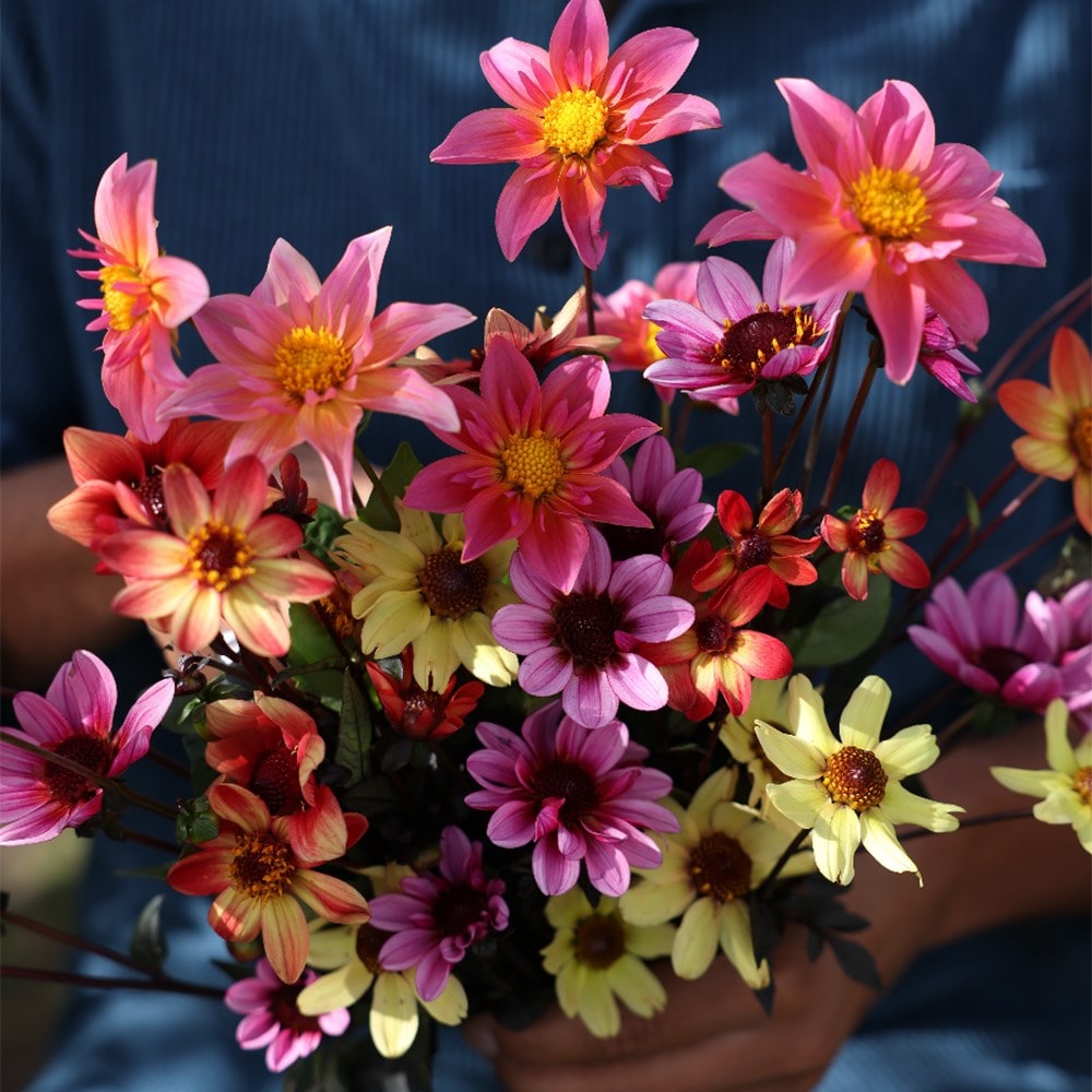 Ashley's balcony 5 varieties dahlia collection