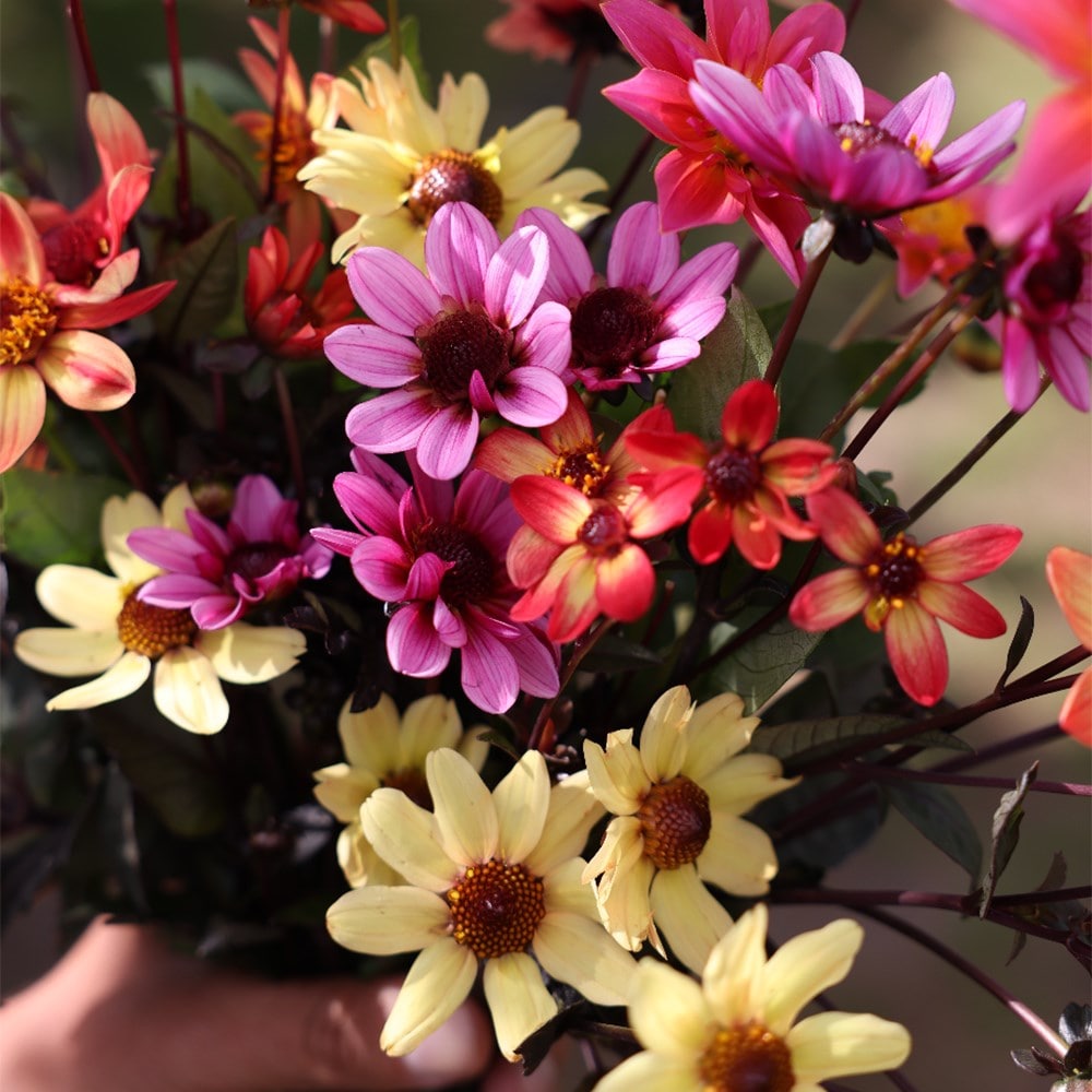 Ashley's balcony 5 varieties dahlia collection