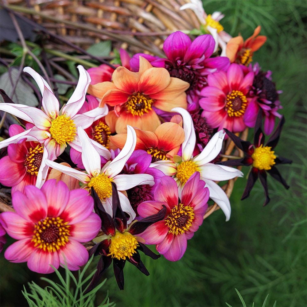 Ashley's flight of the butterflies dahlia collection