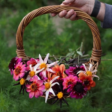 Ashley's flight of the butterflies dahlia collection