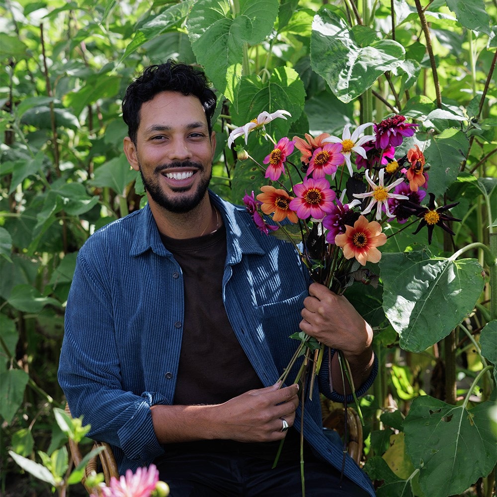 Ashley's flight of the butterflies dahlia collection