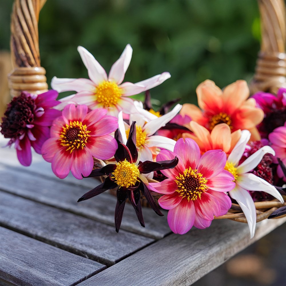 Ashley's flight of the butterflies dahlia collection