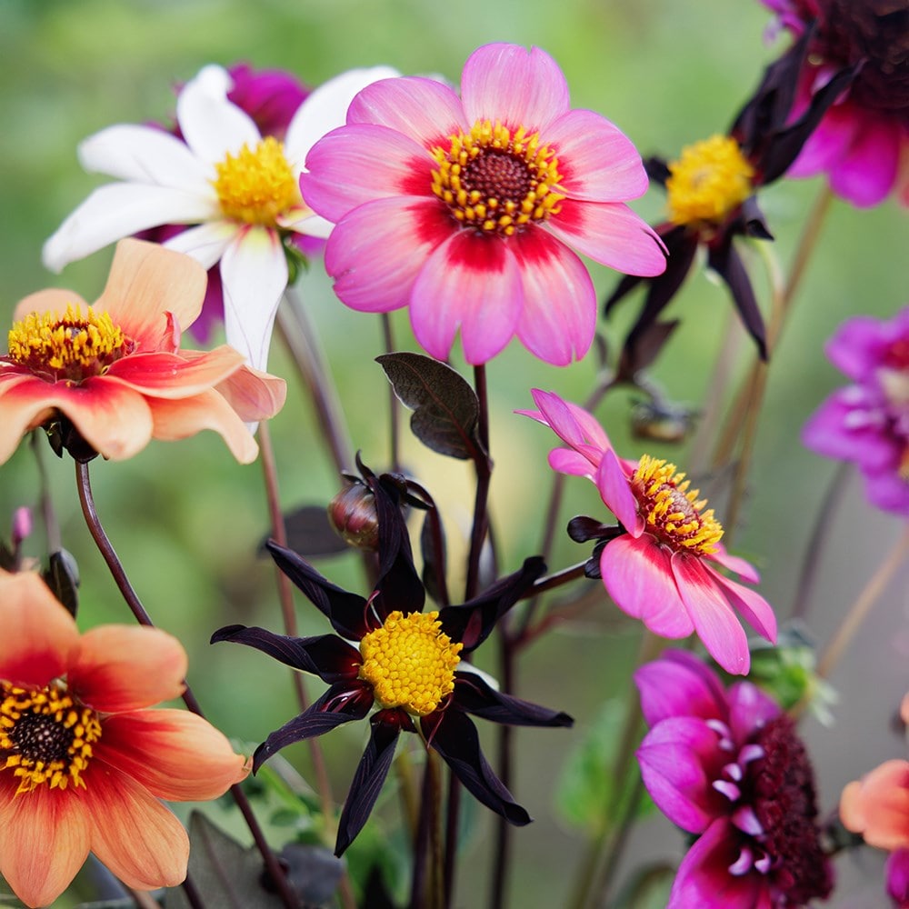 Ashley's flight of the butterflies dahlia collection