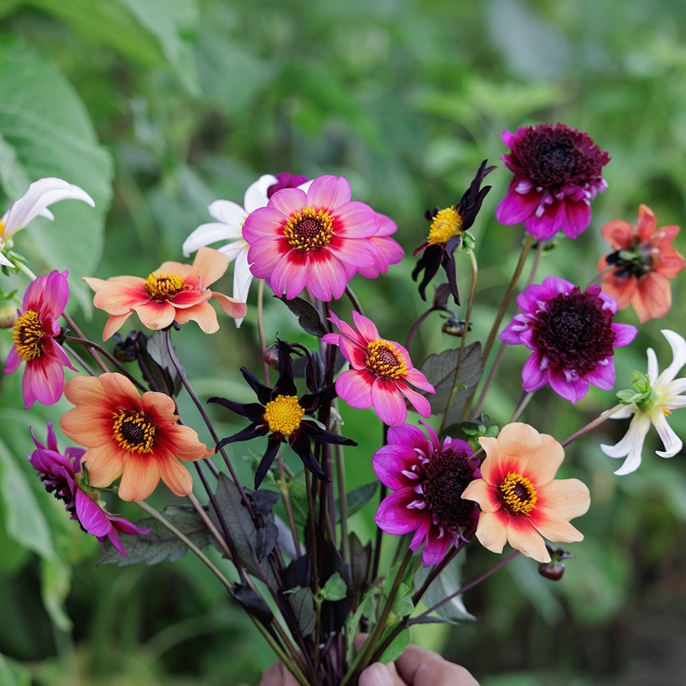 Ashley's flight of the butterflies dahlia collection