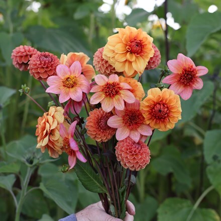 Tangerine twist 3 varieties dahlia collection