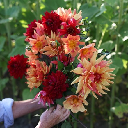 Jewel garden dahlia collection