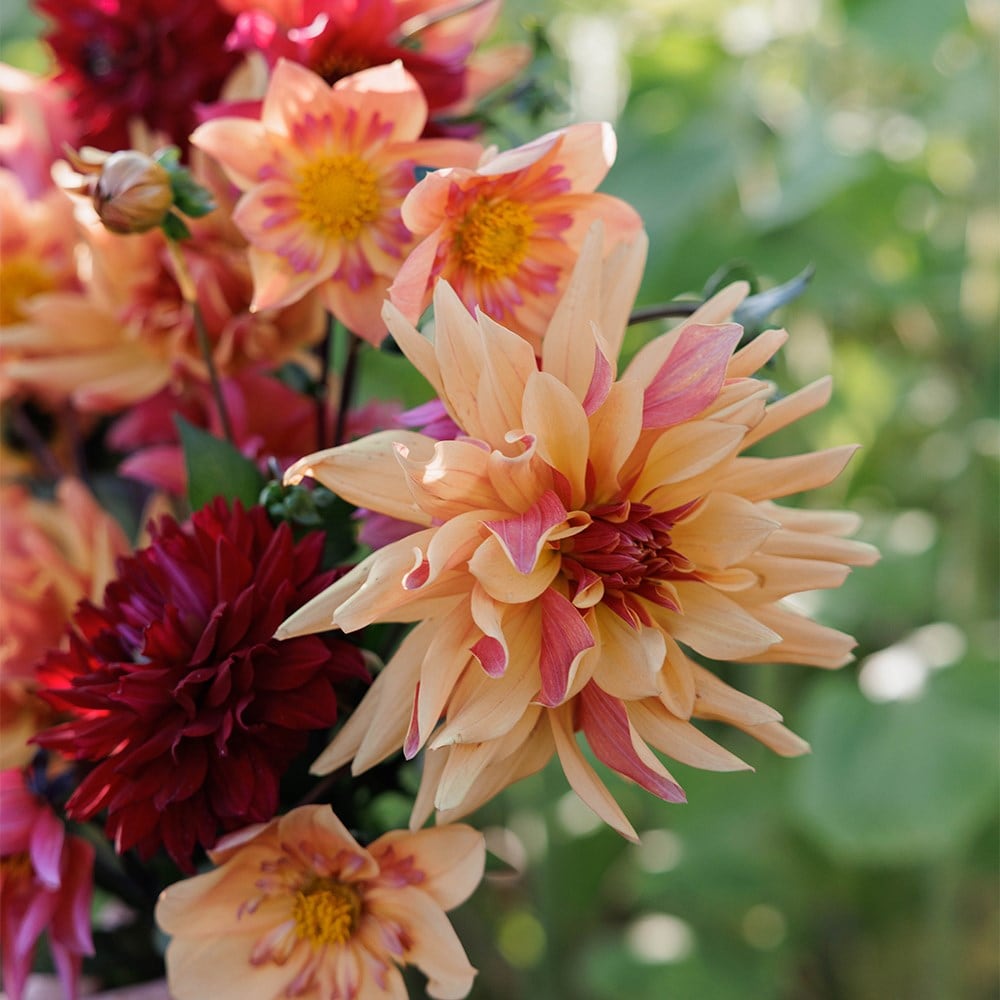 Jewel garden dahlia collection