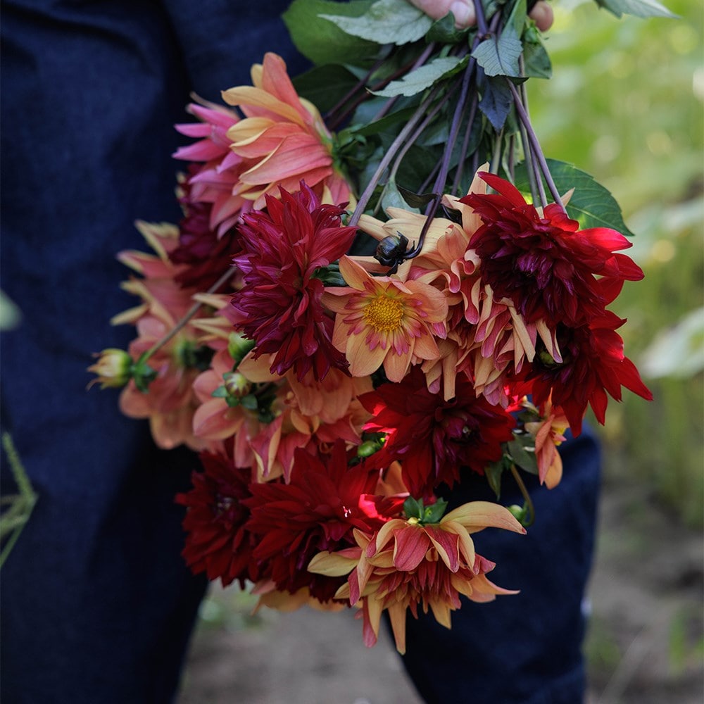 Jewel garden dahlia collection