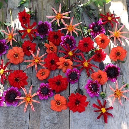 John's pollinator 5 varieties dahlia collection