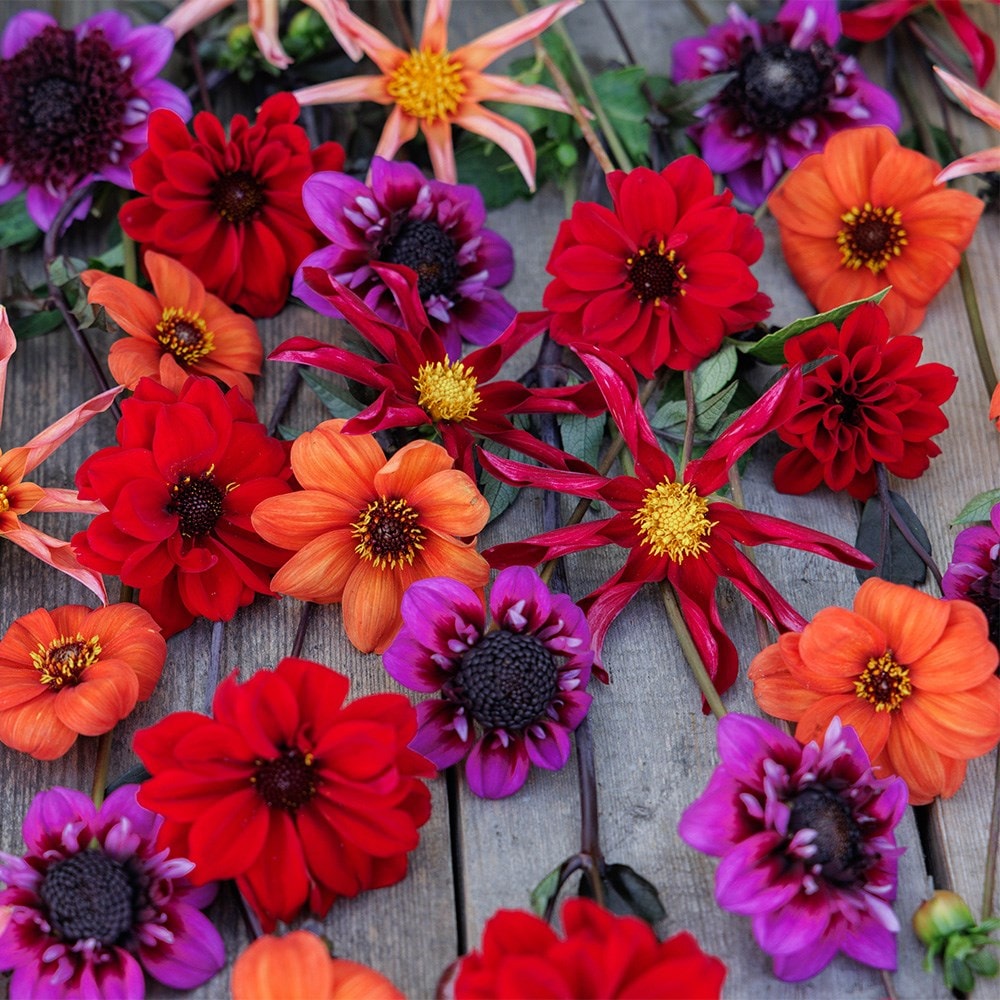 John's pollinator 5 varieties dahlia collection