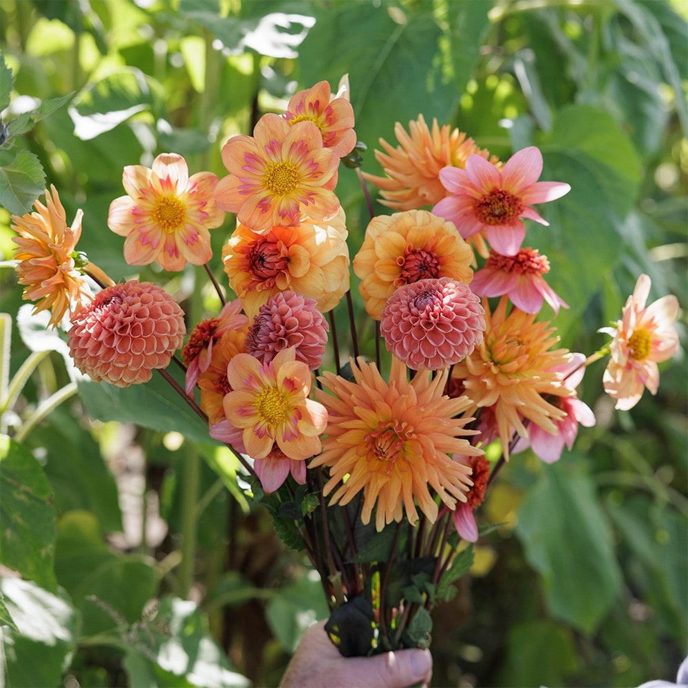 Product options image