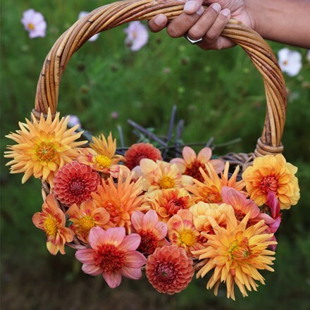 Tangerine twist 5 varieties dahlia collection