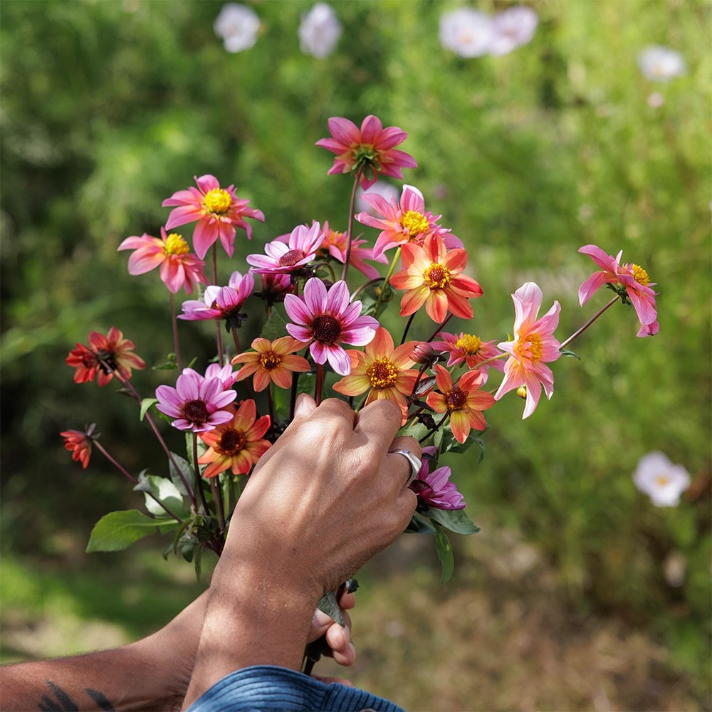 Ashley's balcony dahlia collection