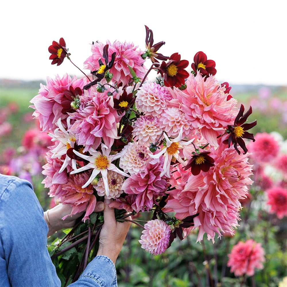 Product options image