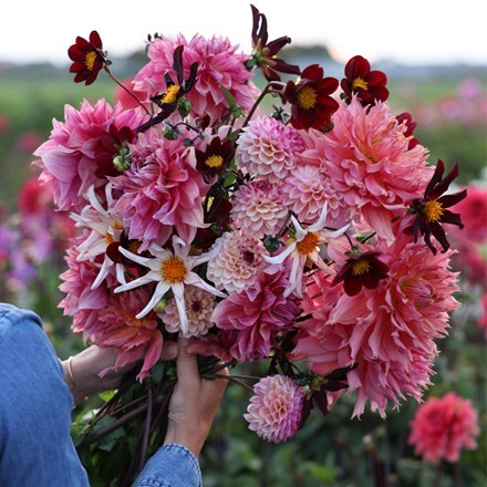 Lucy's border dahlia collection