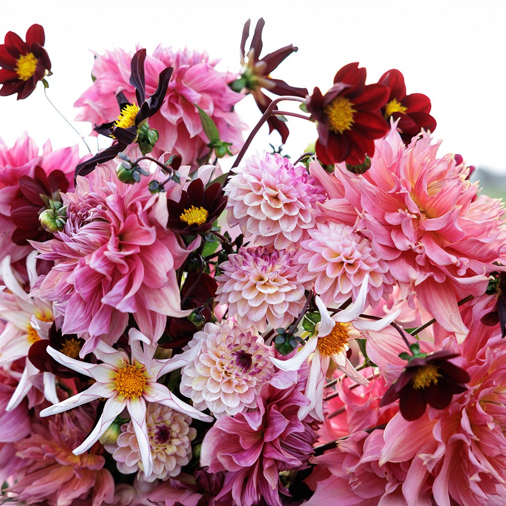 Lucy's border dahlia collection