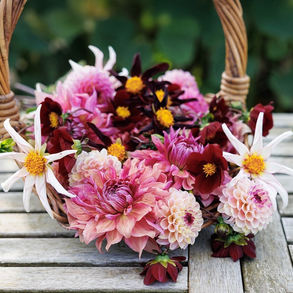 Lucy's border dahlia collection