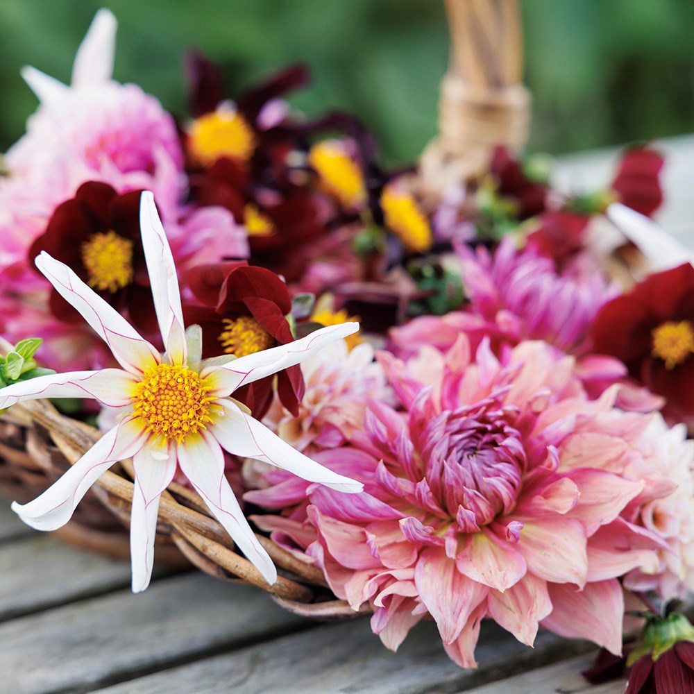 Lucy's border dahlia collection