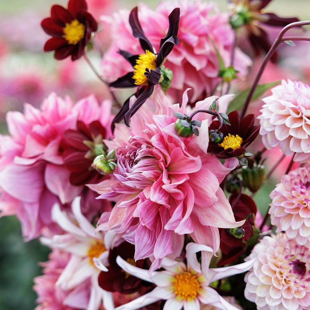 Lucy's border dahlia collection
