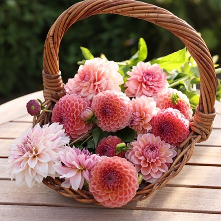 Lucy's go your own way 3 varieties dahlia collection