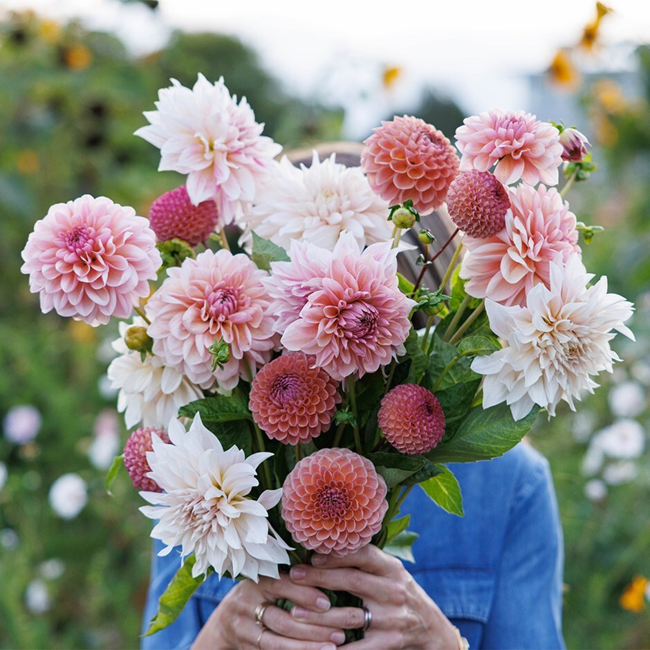Lucy's 'Go your own way' 3 varieties dahlia collection