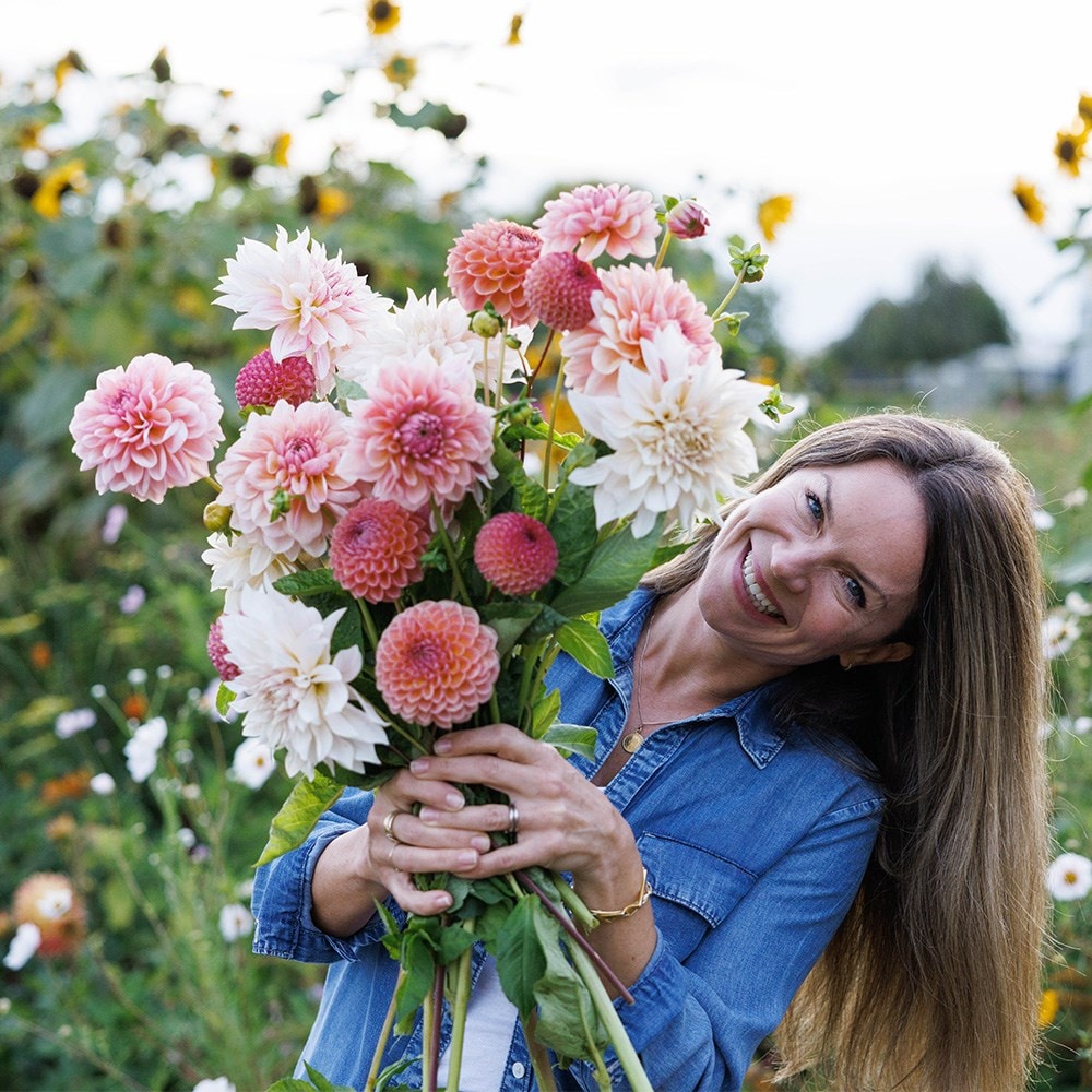 Lucy's 'Go your own way' 3 varieties dahlia collection