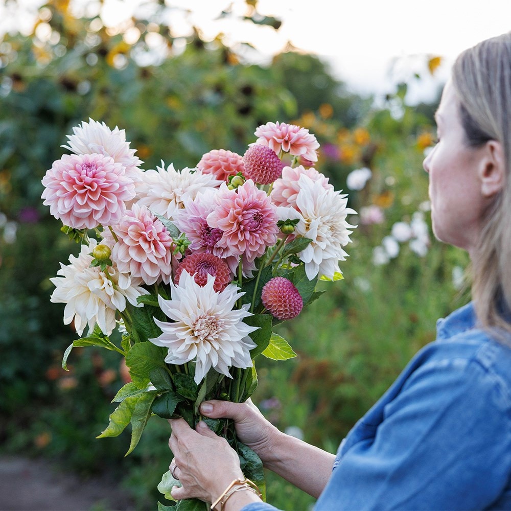 Lucy's 'Go your own way' 3 varieties dahlia collection